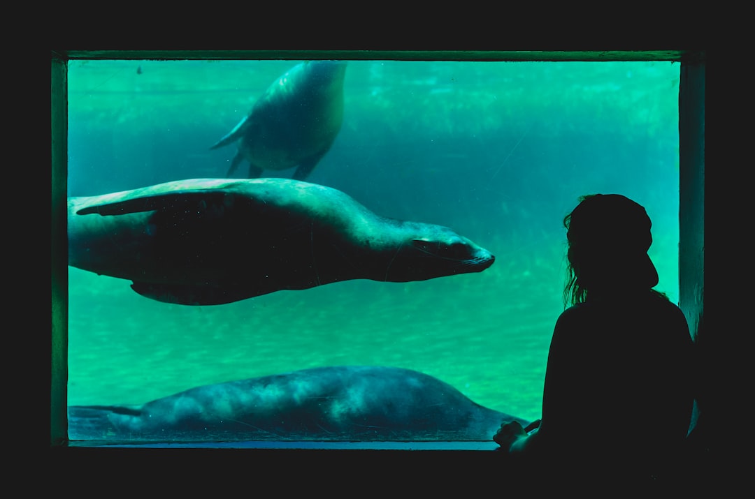 Amsterdam Artis Zoo. by Aquarium Music person looking at sea cow