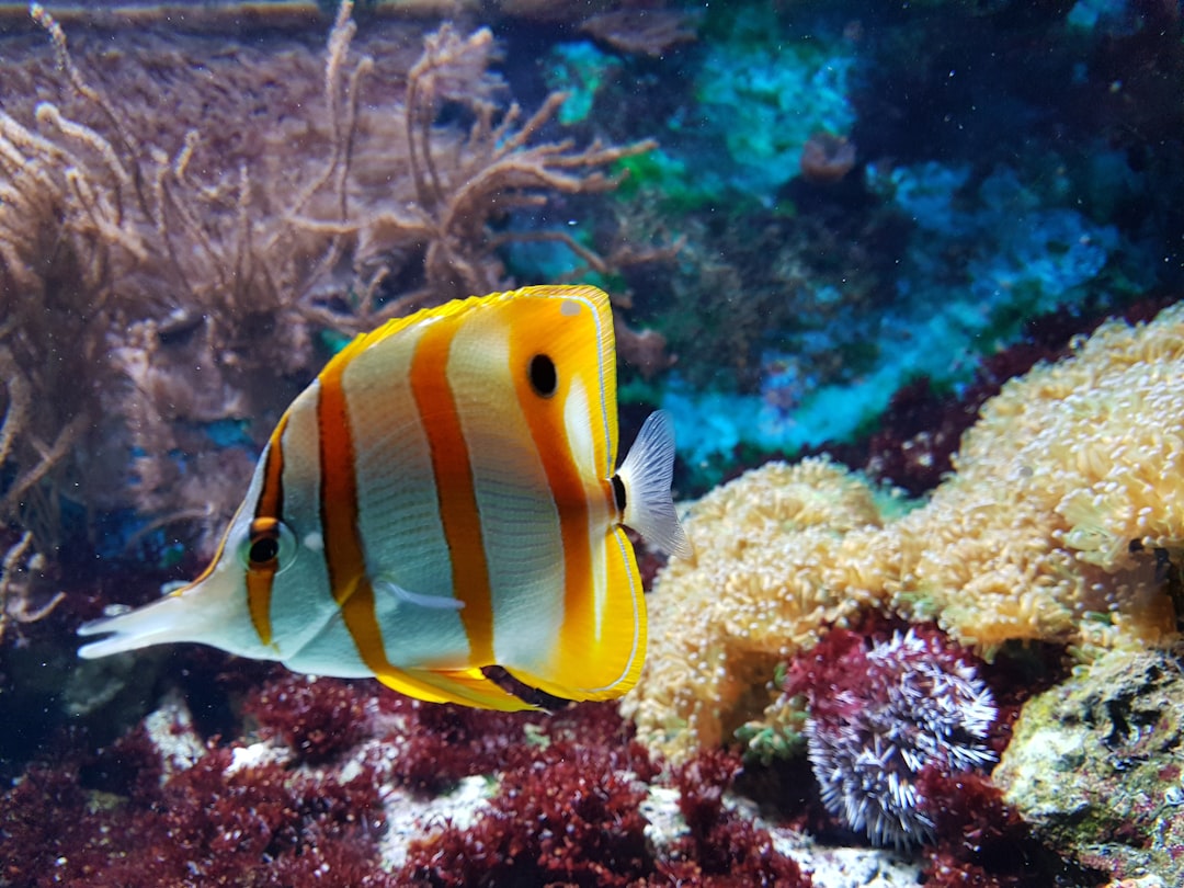 Fish by Aquarium Music yellow and white fish underwater photography