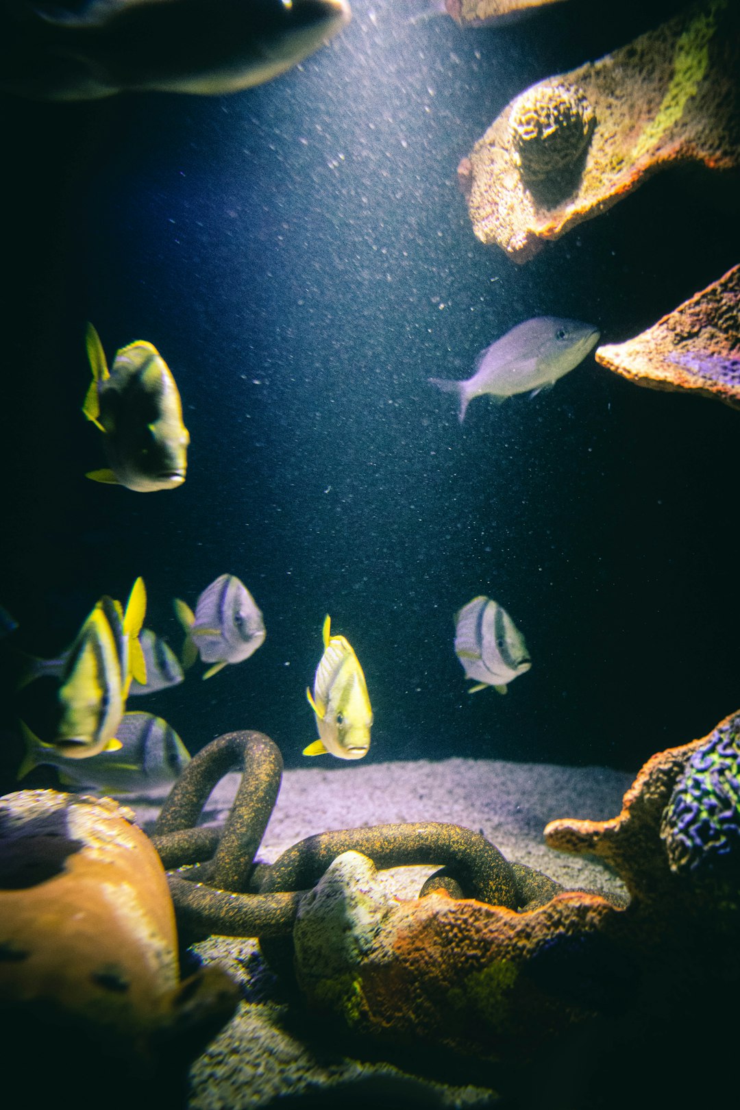 FAQ: Your Burning Questions Answered 🔥 by Aquarium Music yellow and white fish in fish tank