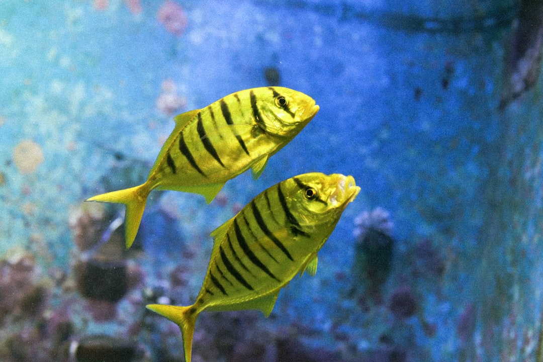 a couple of fish swimming in the water