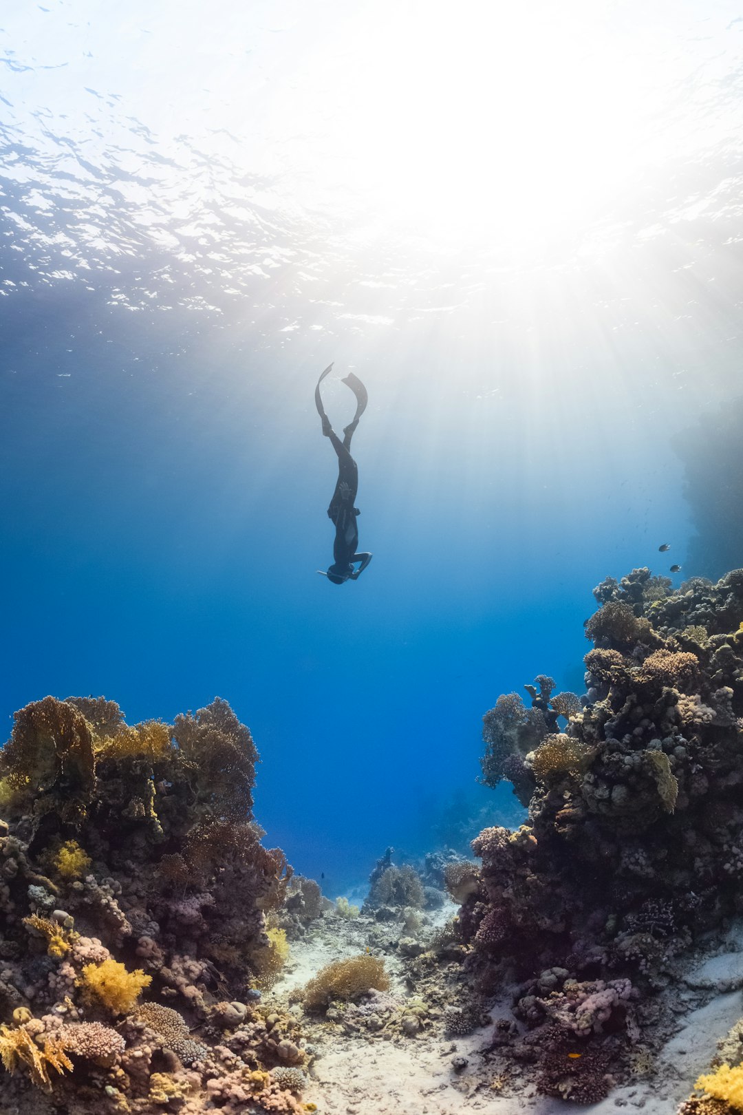 Home to kaleidoscopic-colored coral reefs and an abundance of diverse marine life | Islands of NEOM- NEOM, Saudi Arabia. by Aquarium Music a person is swimming in the water near a coral reef