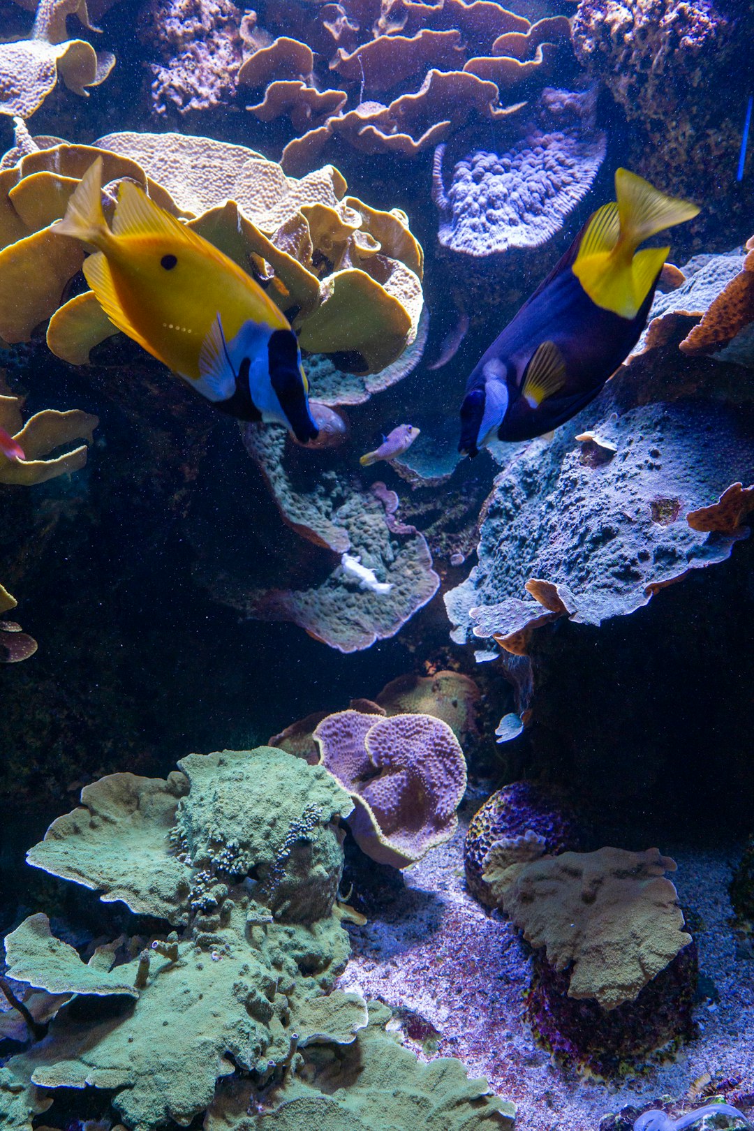 Home aquarium systems by Aquarium Music a group of fish swimming in an aquarium