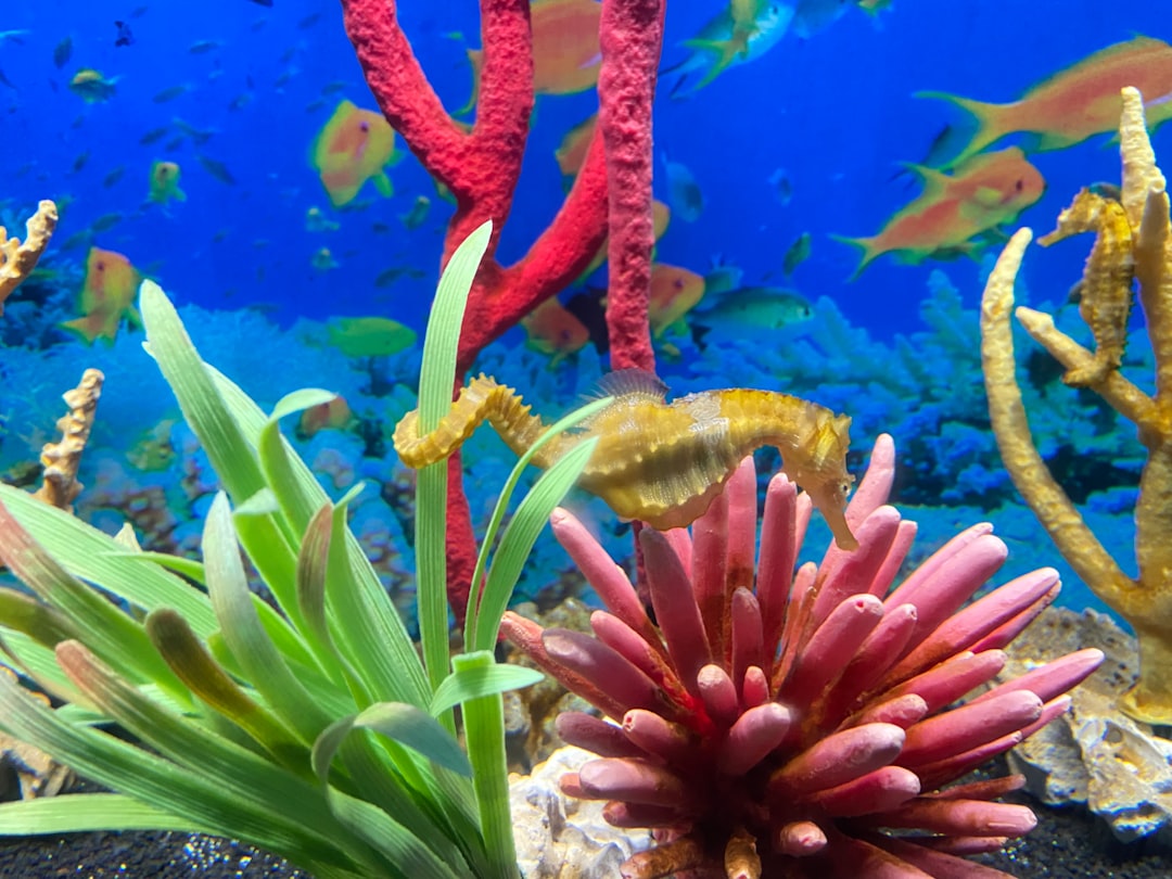 A coral reef with sea plants and other marine life