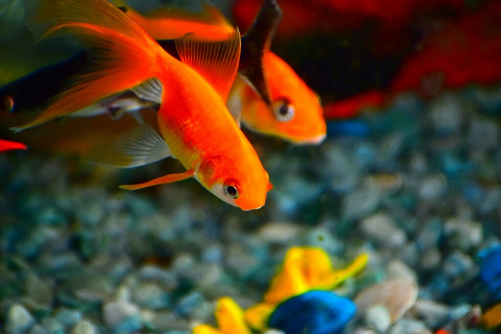 15 Must-Know Secrets for Stunning Cold Water Fish Tanks ️ (2025 ... - Best Goldfish Tank Water Cooling Systems For Cold Water