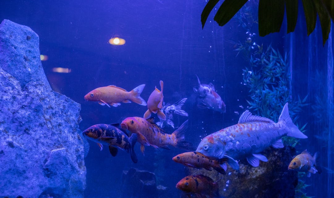 a group of fish swimming in a tank