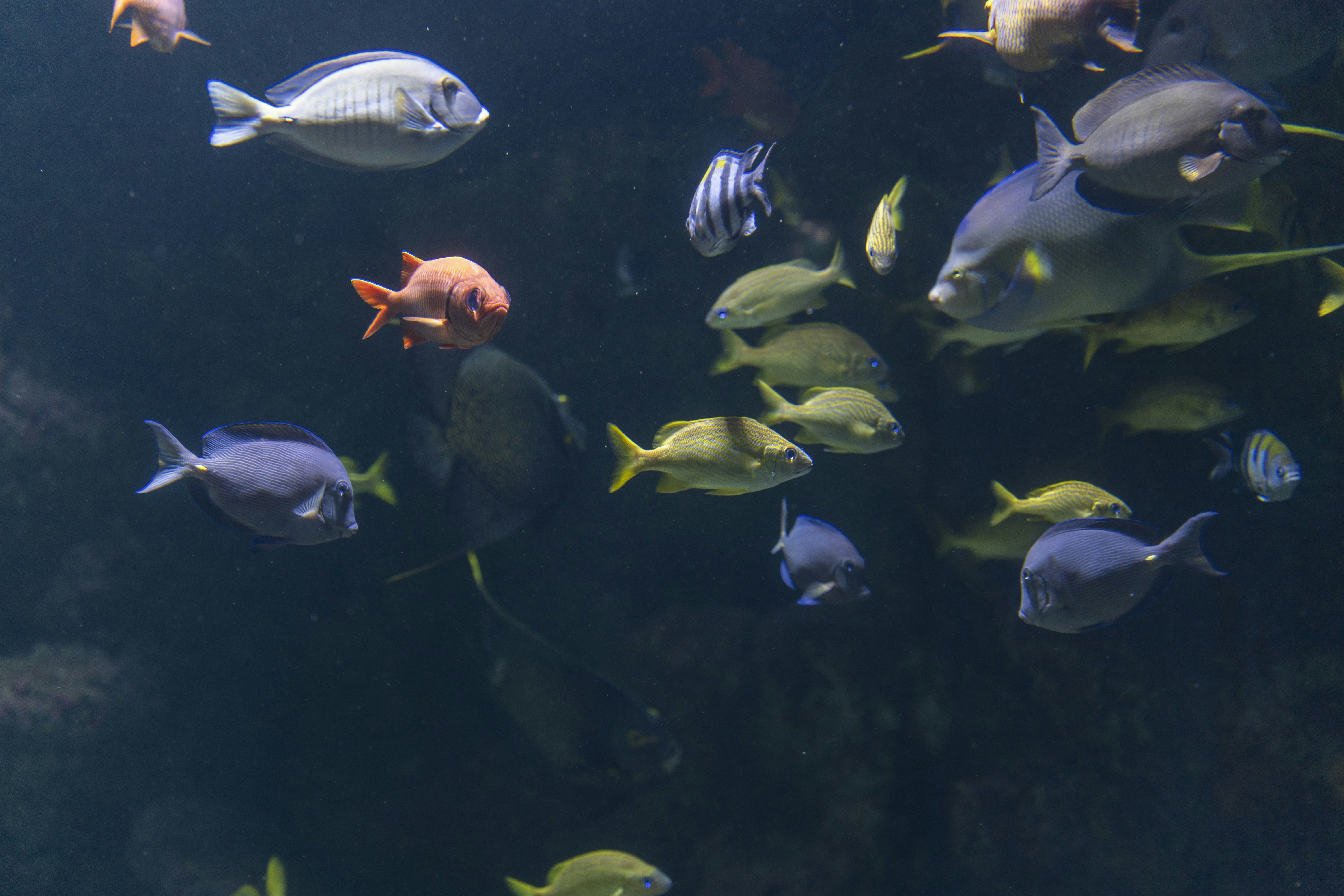 a school of fish swimming in the water