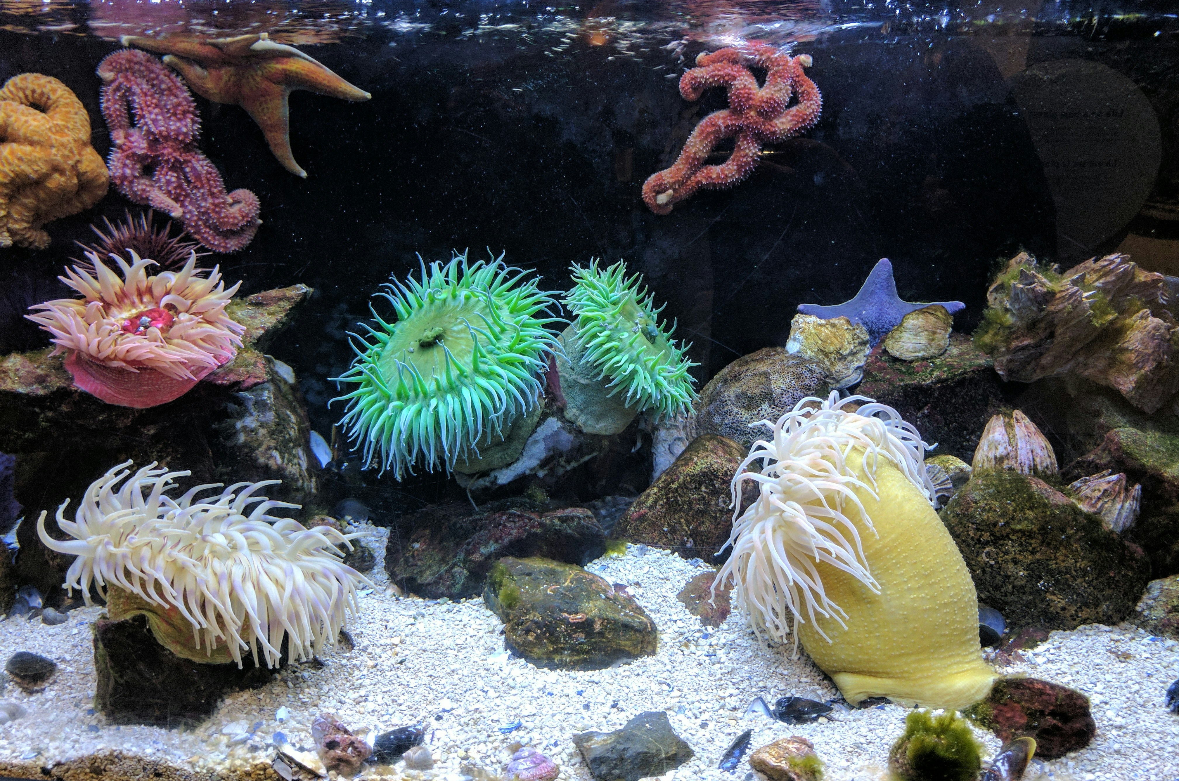 AQUATIC by Aquarium Music photography of aquarium with corals
