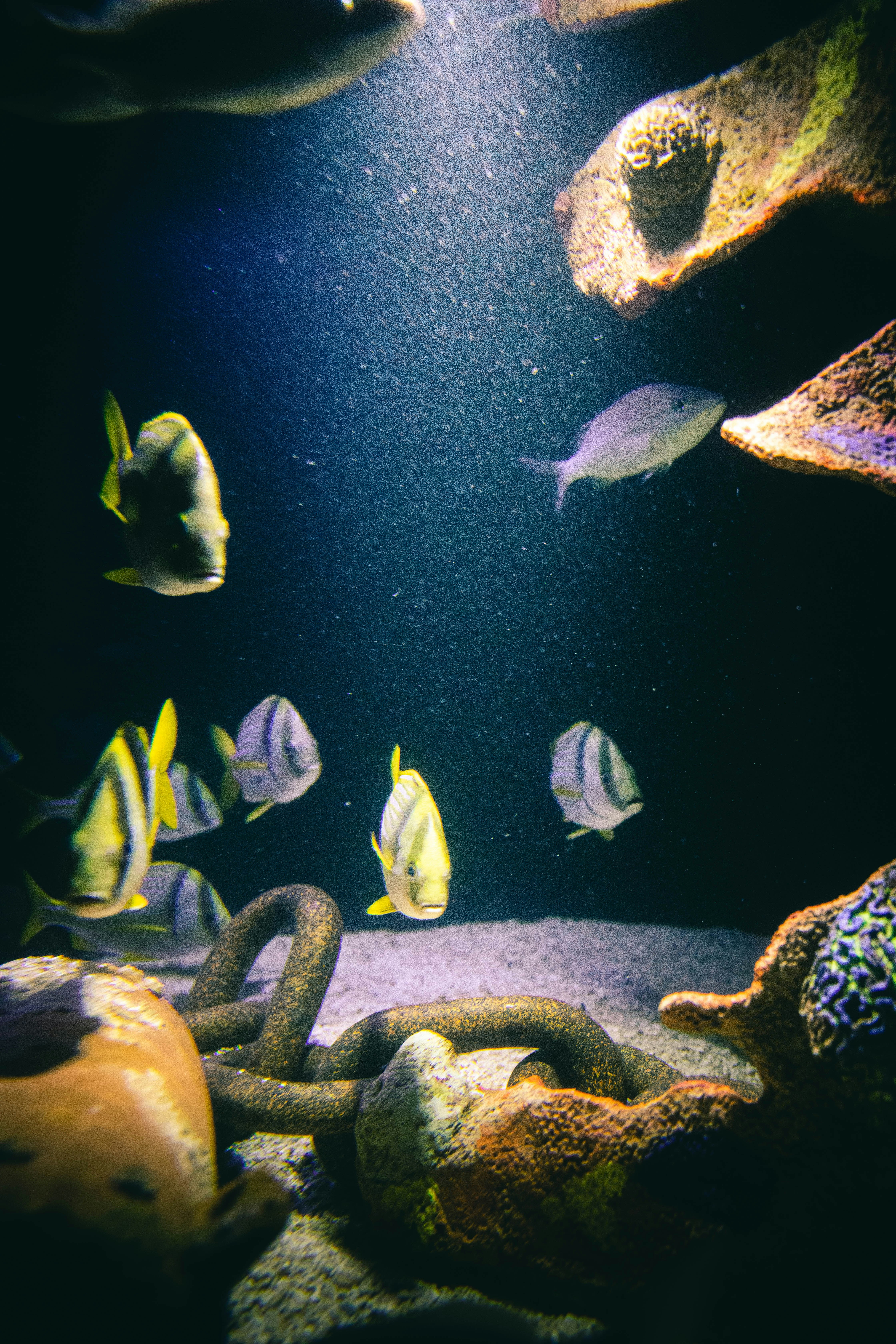 🏁 Conclusion: Keeping Your Fish Happy and Healthy by Aquarium Music yellow and white fish in fish tank