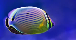 Featured image for Tropical Fish Tanks 10 Expert Tips for a Thriving Aquarium 2025