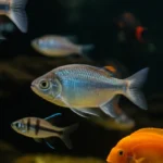 Featured image for Ultimate Fish Care and Health Guide 12 Expert Tips for 2025