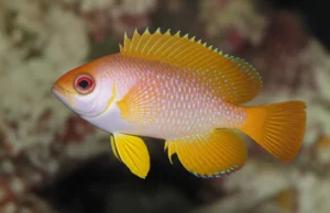 Featured image for 10 Saltwater Fish Diseases You Must Know to Save Your Tank 2025