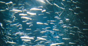 Featured image for 15 Expert Secrets to Freshwater Aquarium Fish Breeding 2025