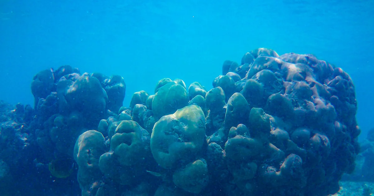 🌊 7 Marine Aquarium Recycling Systems Secrets for 2026 - Aquarium Music