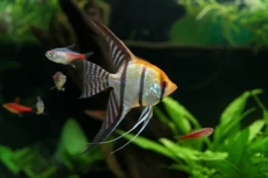 Featured image for The 40 Most Colorful Exotic Fish Species for Your Home Tank 2025