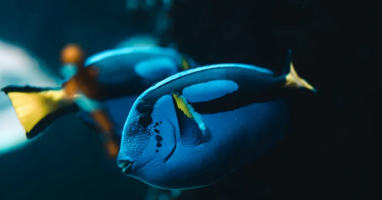 Featured image for 15 Essential Marine Fish Compatibility Tips for a Peaceful Reef 2025