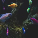 Featured image for Brackish Water Aquariums The Ultimate 25-Species Guide 2025