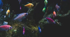 Featured image for Brackish Water Aquariums The Ultimate 25-Species Guide 2025