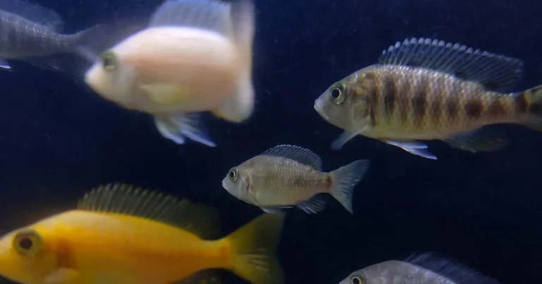 Featured image for Freshwater Fish Compatibility 20 Must-Know Combos for 2025