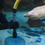 Featured image for 15 Expert Steps for Fish Tank Cleaning Maintenance 2026