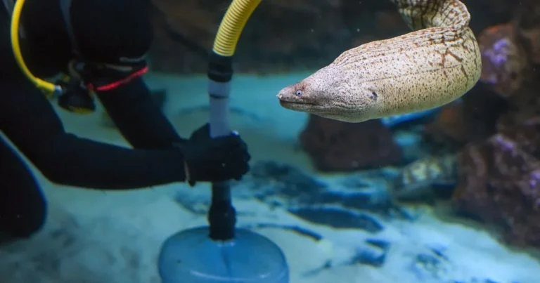 Featured image for 15 Expert Steps for Fish Tank Cleaning Maintenance 2026