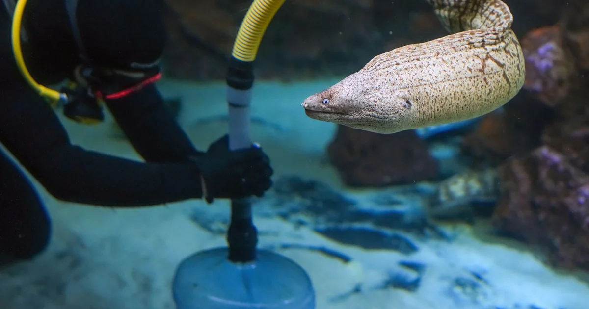 Picture of 15 Expert Steps for Fish Tank Cleaning & Maintenance 🐠 (2026 ...