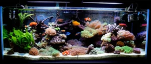 Featured image for Can I Mix Freshwater and Saltwater Fish in the Same Tank 2026