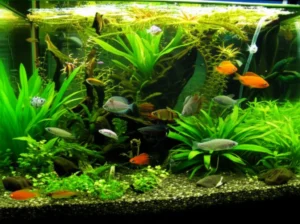 Featured image for Can I Use a Fish Tank as a Decorative Piece in My Home