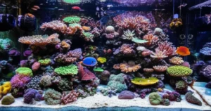 Featured image for Dive Into Coral Reef Aquariums The Ultimate Guide for 2026