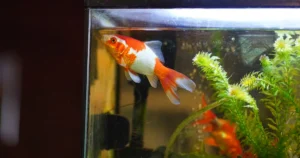 Featured image for What Is the Ideal Water Temperature for a Fish Tank 2026