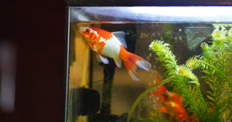 Featured image for What Is the Ideal Water Temperature for a Fish Tank 2026