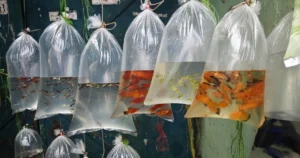 Featured image for 25 Must-Have Fish Tank Accessories and Supplies for 2026