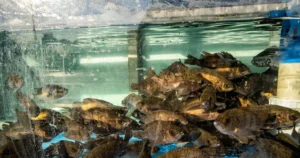 Featured image for How Do I Cycle a New Fish Tank 10 Expert Steps for Healthy Fish 2026