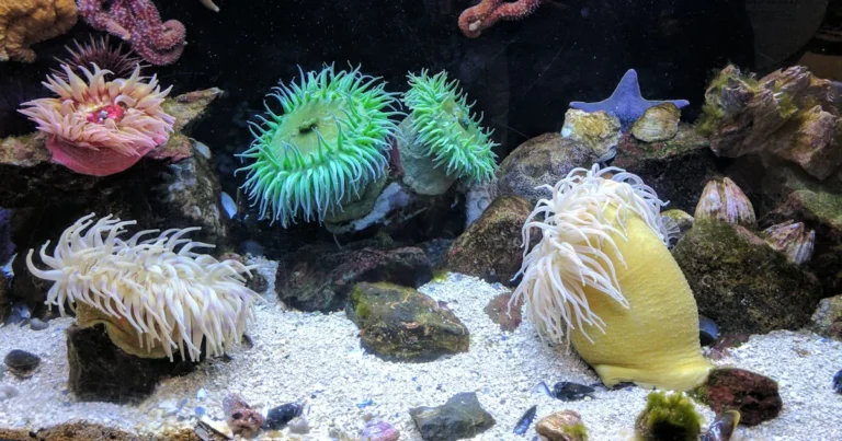 Featured image for Master Home Aquarium Maintenance 15 Expert Steps for 2026