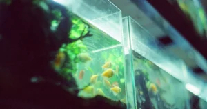 Featured image for Mastering Aquatic Pet Care and Health 12 Expert Secrets for 2026