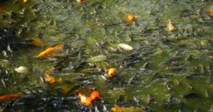 Featured image for What Are the Different Types of Fish Tanks Freshwater, Saltwater Brackish Explained 2026