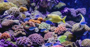 Featured image for What Are the 7 Basic Requirements for Setting Up a Saltwater Fish Tank 2026