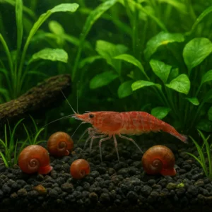 Featured image for Can You Keep Shrimp Snails The Ultimate 2026 Guide